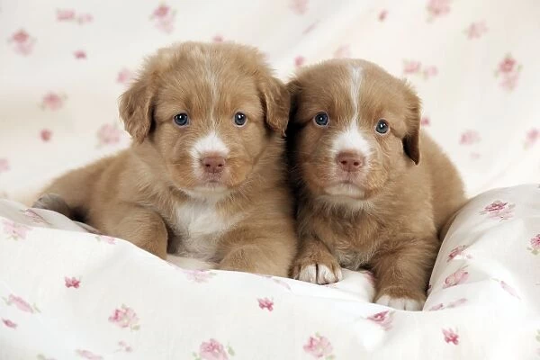 DOG - Nova scotia duck tolling retriever puppies laying together (6 weeks)
