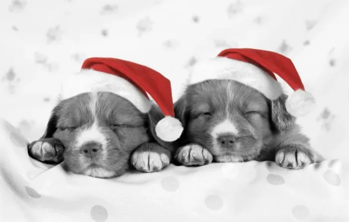 Framed Print : DOG - Nova scotia duck tolling retriever puppies wearing Christmas hats Digital Manipulation: Hats (JD) - turned B&W - extra spots to foreground - slight crop Framed Print : DOG - Nova scotia duck tolling retriever puppies wearing Christmas hats Digital Manipulation: Hats (JD) - turned B&W - extra spots to foreground - slight crop