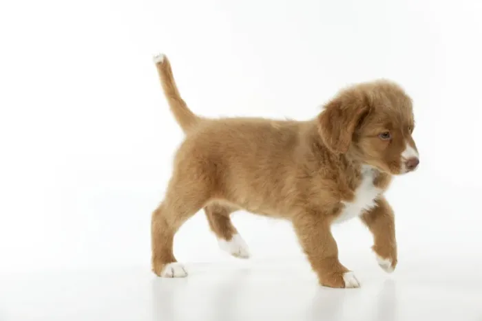 Framed Print : DOG - Nova scotia duck tolling retriever puppy (8 weeks) Framed Print : DOG - Nova scotia duck tolling retriever puppy (8 weeks)