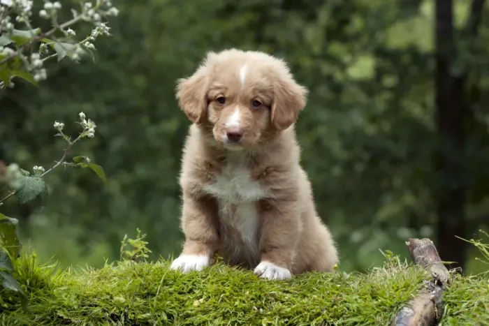 Framed Print : DOG - Nova scotia duck tolling retriever puppy in the garden (8 weeks) Framed Print : DOG - Nova scotia duck tolling retriever puppy in the garden (8 weeks)