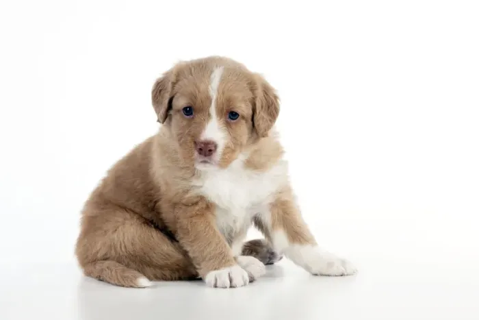 Framed Print : DOG - Nova scotia duck tolling retriever puppy sitting (6 weeks) Framed Print : DOG - Nova scotia duck tolling retriever puppy sitting (6 weeks)