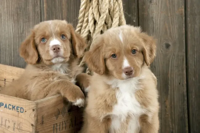 Framed Print : DOG - Nova scotia duck tolling retriever puppy sitting next to puppy sitting in box (8 weeks) Framed Print : DOG - Nova scotia duck tolling retriever puppy sitting next to puppy sitting in box (8 weeks)