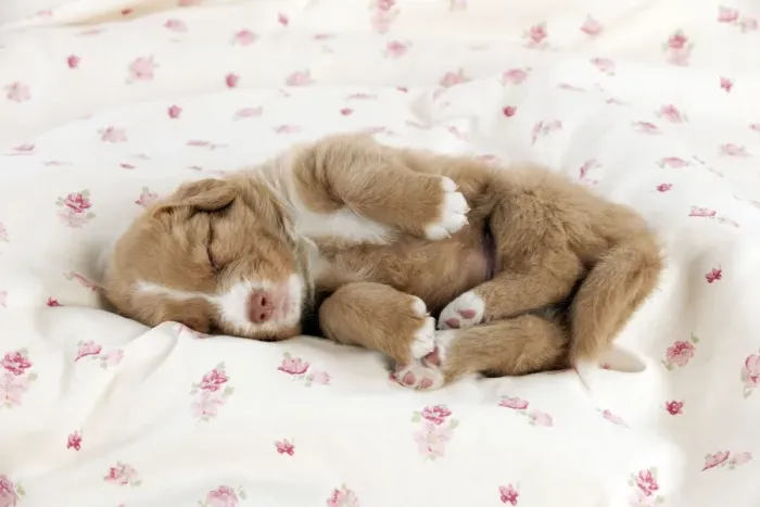 Framed Print : DOG - Nova scotia duck tolling retriever puppy sleeping (6 weeks) Framed Print : DOG - Nova scotia duck tolling retriever puppy sleeping (6 weeks)