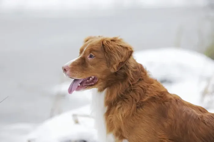 Framed Print : Dog - Nova Scotia Duck Tolling Retriever - in snow Framed Print : Dog - Nova Scotia Duck Tolling Retriever - in snow