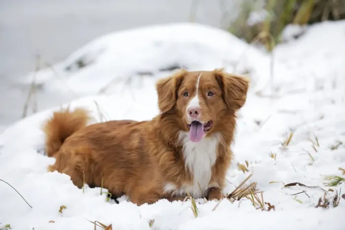Framed Print : Dog - Nova Scotia Duck Tolling Retriever - in snow Framed Print : Dog - Nova Scotia Duck Tolling Retriever - in snow