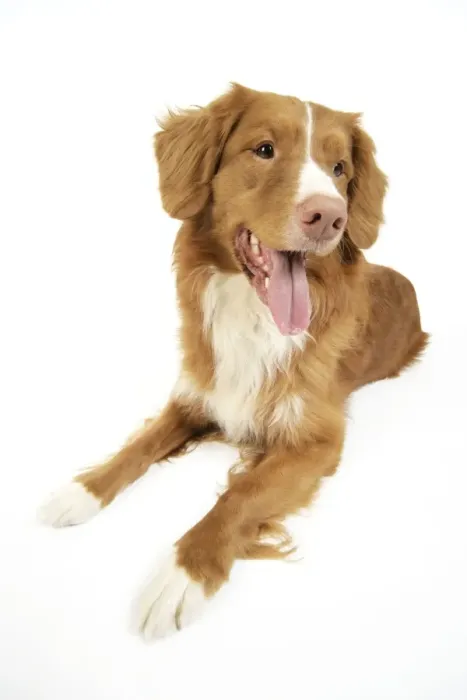 Framed Print : Dog. Nova Scotia Duck Tolling Retriever with tongue out Framed Print : Dog. Nova Scotia Duck Tolling Retriever with tongue out