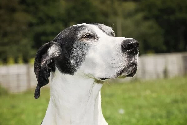 Dog. Very old great dane