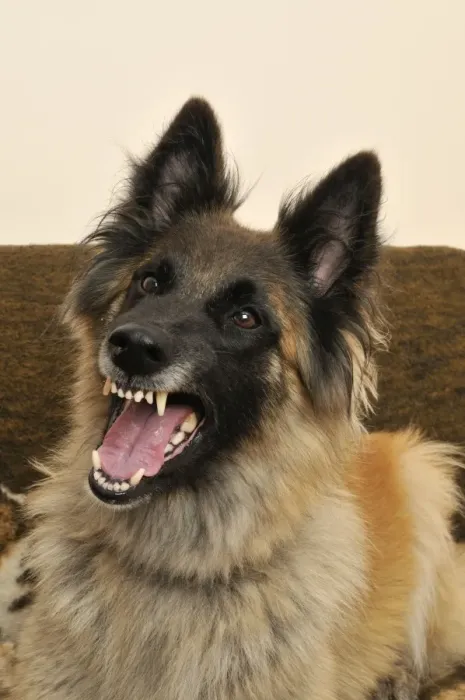 Framed Print : DOG. older dog being aggressive Framed Print : DOG. older dog being aggressive