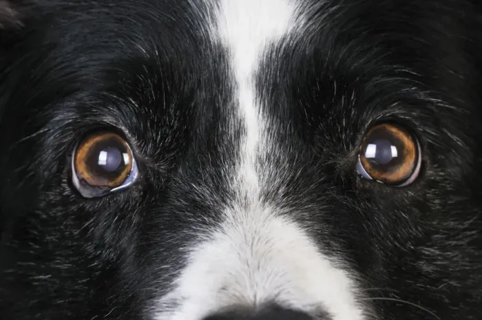 Framed Print : Dog. Older dog looking into lens Framed Print : Dog. Older dog looking into lens