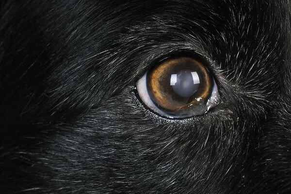 Dog. Older dog looking into lens with cloudy eyes