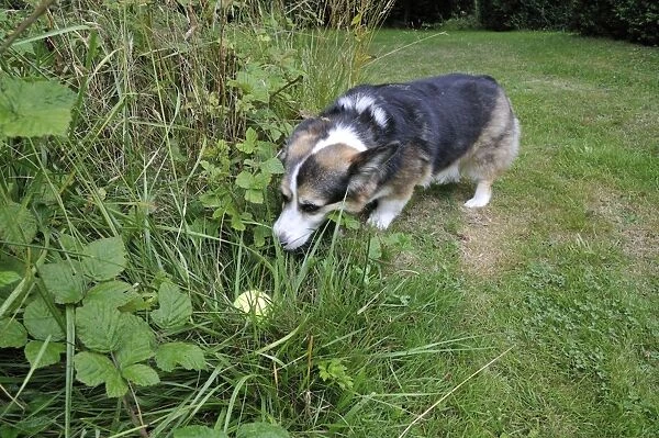 DOG. older dog looking for tennis ball in long grass using its nose