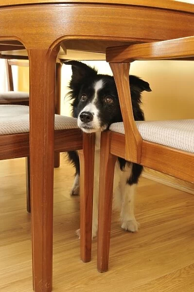 Dog. Older dog trapped behind furniture