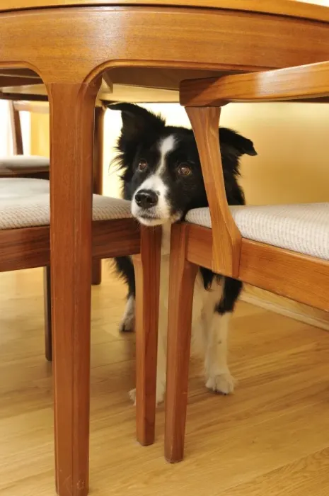 Framed Print : Dog. Older dog trapped behind furniture Framed Print : Dog. Older dog trapped behind furniture