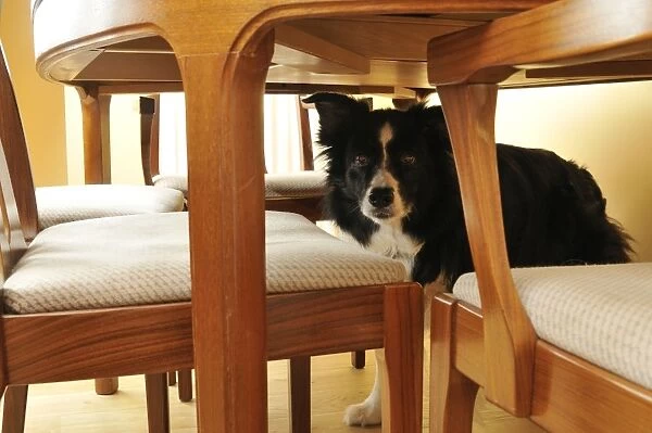 Dog. Older dog trapped behind furniture