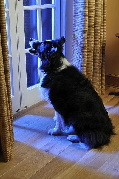 Dog. Older dog watching thunderstorm
