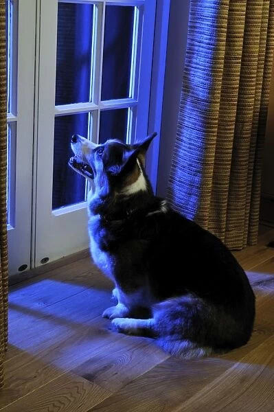 Dog. Older dog watching thunderstorm