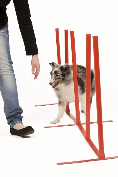 Dog - with owner practising agility tasks