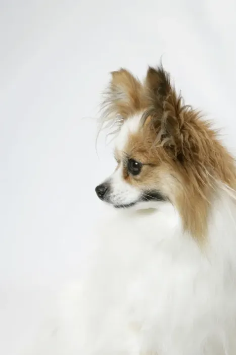 Framed Print : DOG. Papillion Framed Print : DOG. Papillion