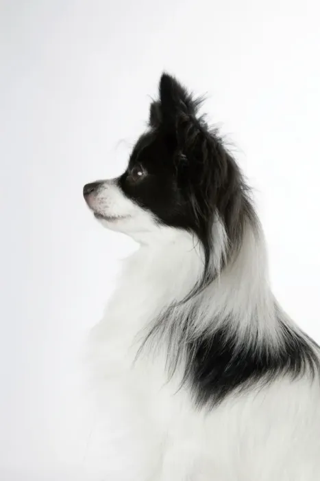 Framed Print : DOG. Papillion Framed Print : DOG. Papillion