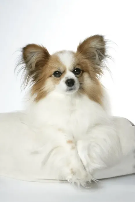 Framed Print : DOG. Papillion laying on cushion Framed Print : DOG. Papillion laying on cushion