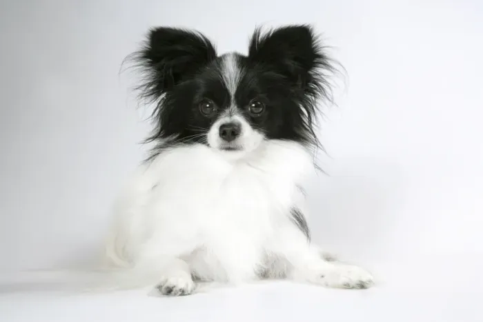 Framed Print : DOG. Papillion lying down Framed Print : DOG. Papillion lying down
