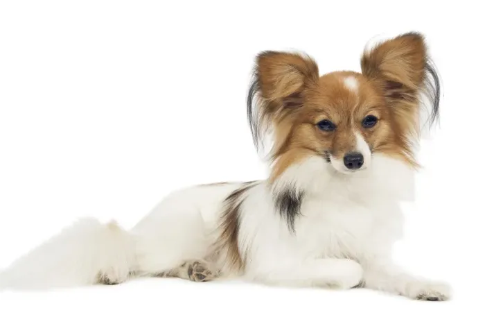 Framed Print : Dog - Papillon Framed Print : Dog - Papillon