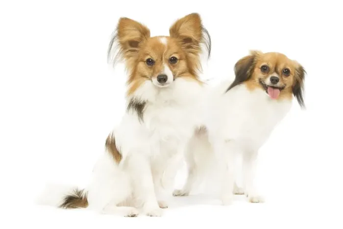 Framed Print : Dog - Papillon & Continental Toy Spaniel / Phalene (drop-eared Papillon) in studio Framed Print : Dog - Papillon & Continental Toy Spaniel / Phalene (drop-eared Papillon) in studio