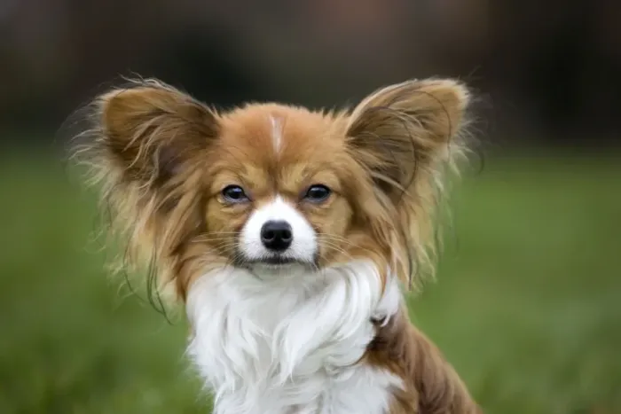 Framed Print : Dog - Papillon Dog Framed Print : Dog - Papillon Dog