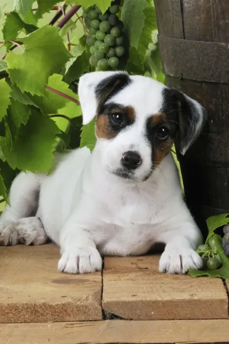 Framed Print : DOG. Parson jack russell terrier puppy next to barrel with grapes Framed Print : DOG. Parson jack russell terrier puppy next to barrel with grapes