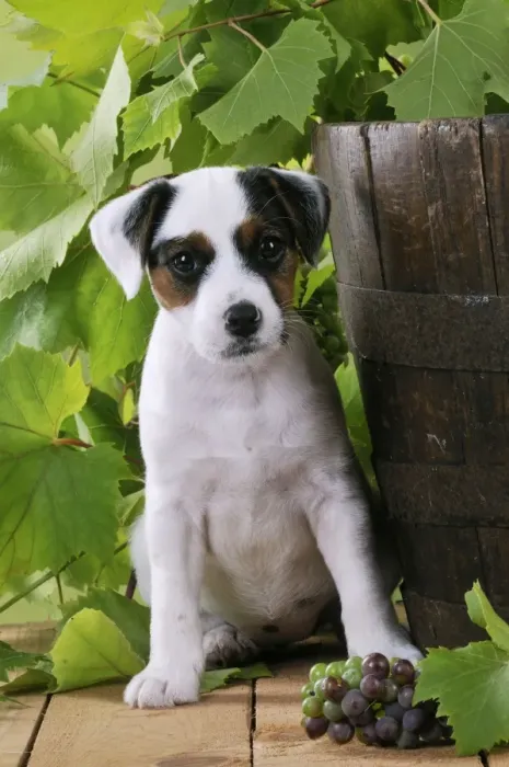 Framed Print : DOG. Parson jack russell terrier puppy next to barrel with grapes Framed Print : DOG. Parson jack russell terrier puppy next to barrel with grapes
