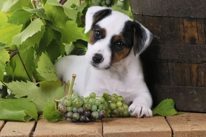 Framed Print : DOG. Parson jack russell terrier puppy next to barrel with grapes Framed Print : DOG. Parson jack russell terrier puppy next to barrel with grapes