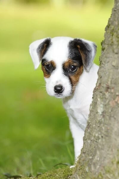 DOG. Parson jack russell terrier puppy looking out from behind tree