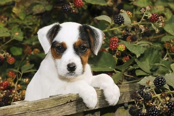 DOG. Parson jack russell terrier puppy looking over fence