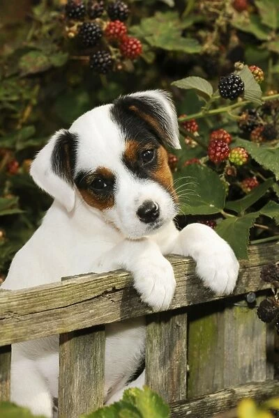 DOG. Parson jack russell terrier puppy looking over fence