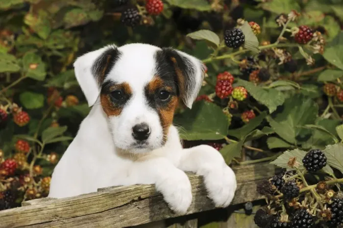 Framed Print : DOG. Parson jack russell terrier puppy looking over fence Framed Print : DOG. Parson jack russell terrier puppy looking over fence