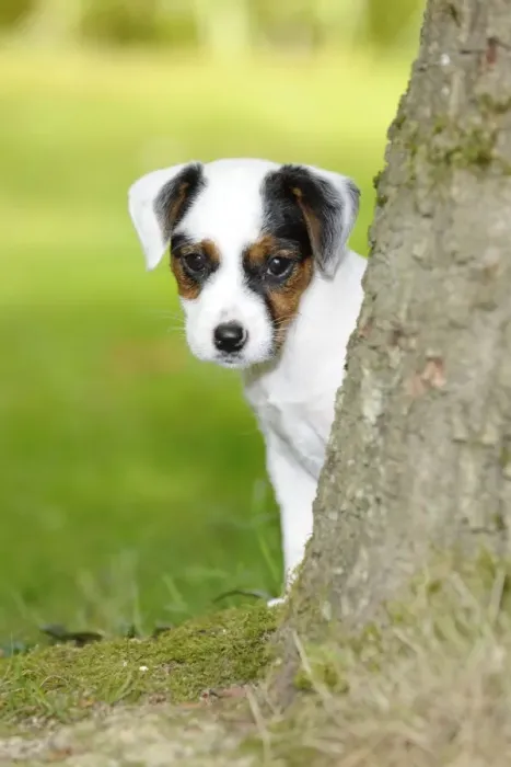 Framed Print : DOG. Parson jack russell terrier puppy looking out from behind tree Framed Print : DOG. Parson jack russell terrier puppy looking out from behind tree