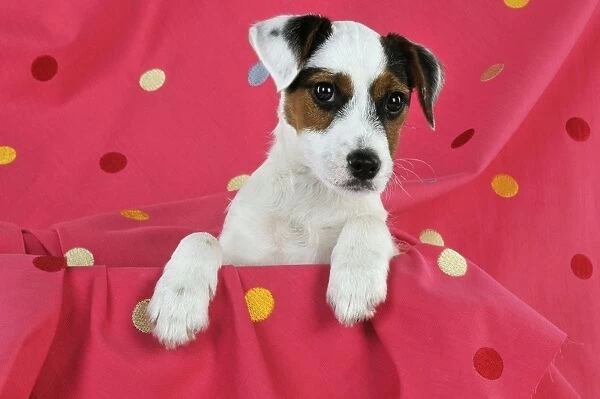DOG. Parson jack russell terrier puppy sitting on spotty blanket