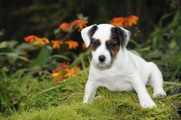 DOG. Parson jack russell terrier puppy sitting down