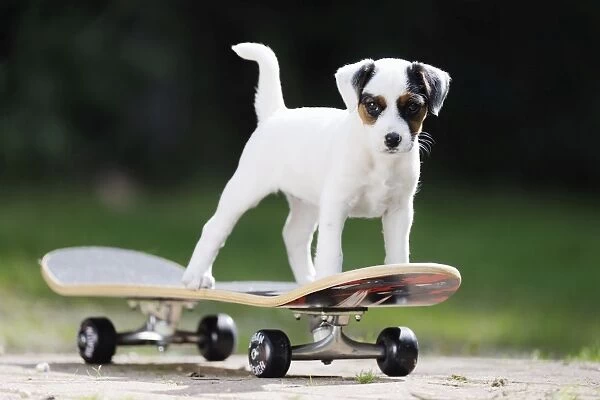 DOG. Parson jack russell terrier puppy on skateboard