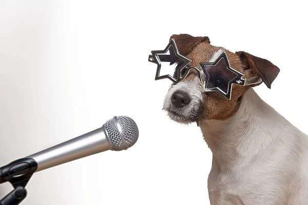 DOG - Parson jack russell terrier singing into microphone wearing star glasses