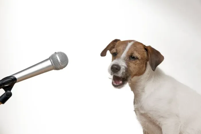 Framed Print : DOG - Parson jack russell terrier singing into microphone Framed Print : DOG - Parson jack russell terrier singing into microphone