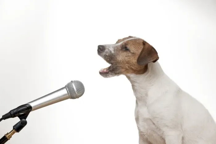 Framed Print : DOG - Parson jack russell terrier singing into microphone Framed Print : DOG - Parson jack russell terrier singing into microphone