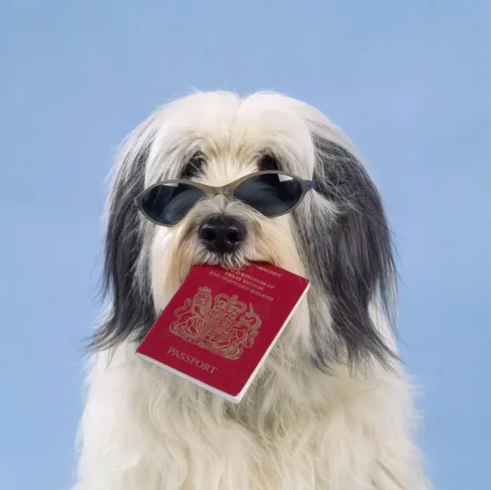 Framed Print : Dog - with passport Framed Print : Dog - with passport