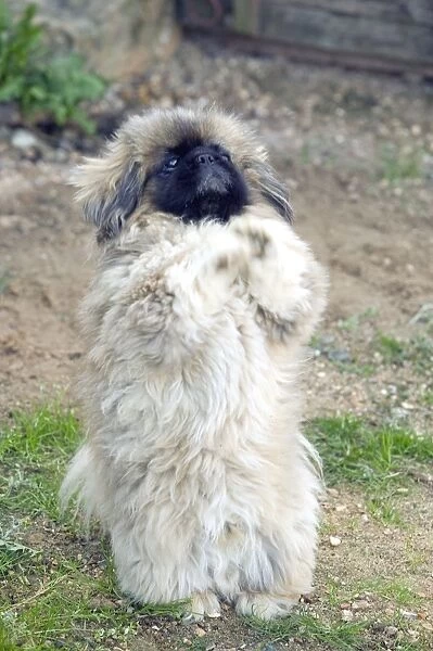 DOG - Pekingese begging