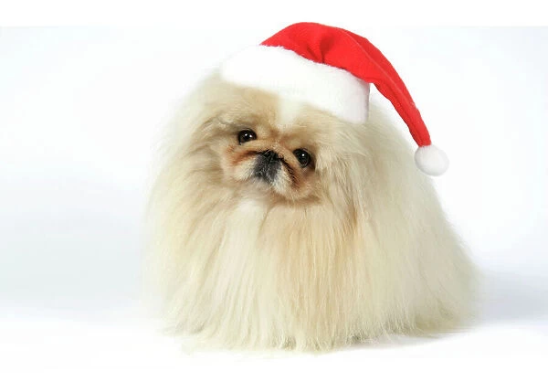 DOG - Pekingese in Christmas hat Digital Manipulation: Hat JD