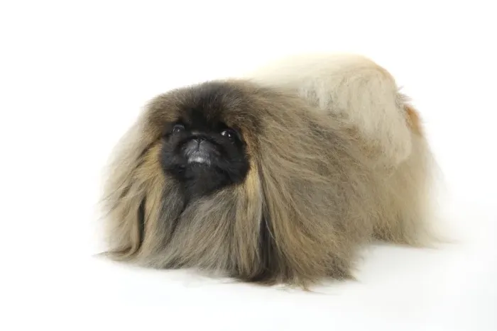 Framed Print : DOG. Pekingese dog