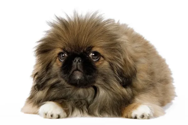 Pekingese Puppy Studio Print. Art Prints, Posters & Puzzles from Ardea