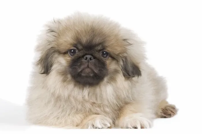 Framed Print : Dog - Pekingese puppy in studio Framed Print : Dog - Pekingese puppy in studio