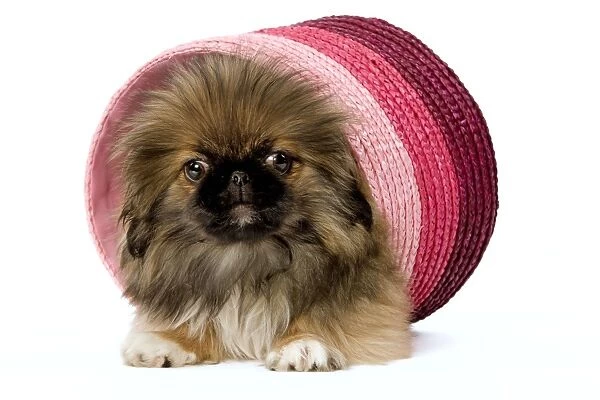 Dog - Pekingese puppy in studio in pink raffia pot