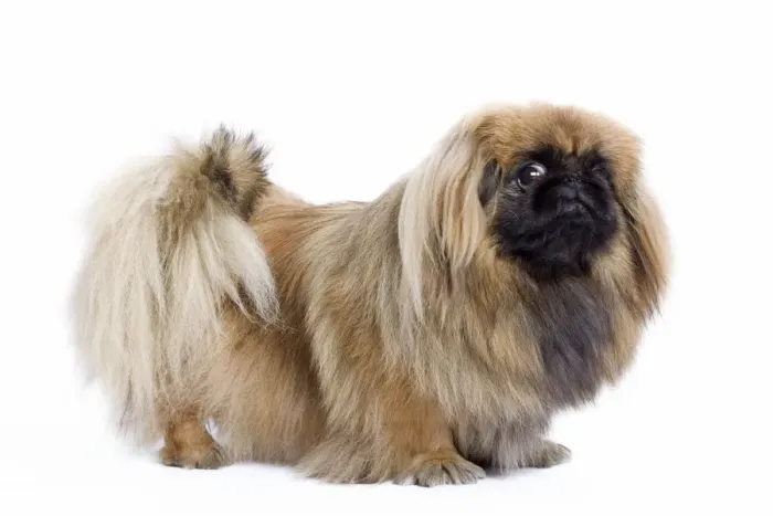 Framed Print : Dog - Pekingese in studio Framed Print : Dog - Pekingese in studio